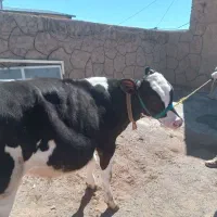 گوساله شش ماهه فروشی توافقی