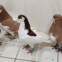 پشتی ،شهری|پرنده|مرودشت, فرهنگ|دیوار