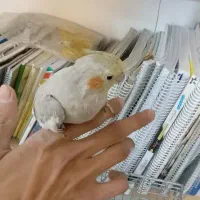 عروس دستی بالغ