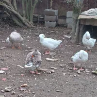 پنج عدد غاز بالغ یکساله تخم گذار|حیوانات مزرعه|آستانه اشرفیه, |دیوار