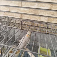 عروس هلندی|پرنده|اصفهان, طامه|دیوار