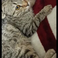 گربه اسکاتیش|گربه|زنجان, |دیوار