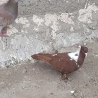 کبوتر ککیلی ماده صید شده