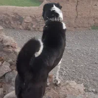 سگ گلست برای گلع خوبه