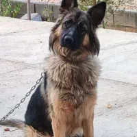 سگ سرابی و ژرمن گمشده