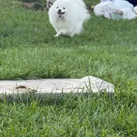 سگ پامرعروسکی مینیاتوری