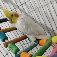 عروس هلندی  لوتینو نرباقفس