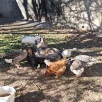 غاز|حیوانات مزرعه|اردبیل, |دیوار