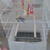 عروس هلندی|پرنده|صباشهر, |دیوار