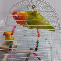 طوطی برزیلی نر و ماده و ۱ عدد جوجه