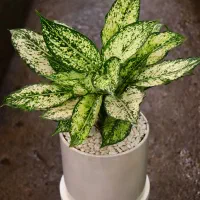 اکلونما برفی