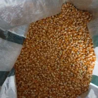 نخود عدس گندم ذرت کشمش|خوردنی و آشامیدنی|بروجرد, |دیوار