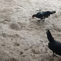 جوجه اصل چانپنز