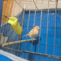 قناری مست میکنم