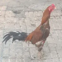 لاری اصیل