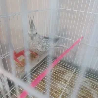 جفت مولد عروس هلندی|پرنده|فسا, |دیوار