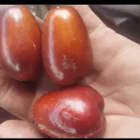 عناب اکراین یاهمان عناب سلطنتی