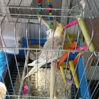 یک جفت عروس هلندی نر و ماده که