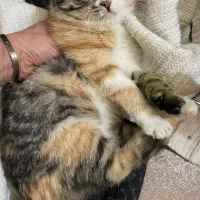 واگذاری گربه کالیکو