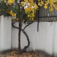 اجاره تکواحدی دربست کامل ویلایی۱۹۴متری صاحب الزمان