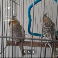 دو عدد عروس هلندی|پرنده|پاکدشت, پاکدشت (مامازند)|دیوار