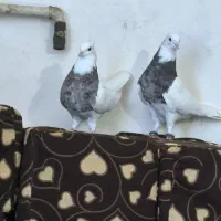 اهواز جاده هافکل قدیم روستای غیزانیه