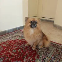 یک سگ پامر با ادب و حرف گوش کن|سگ|تهران, نیروی هوایی (پیروزی)|دیوار