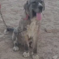 سگ الا بای گم شده سه ماه پیش در رومشکان