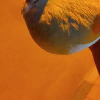 کبوتر سفید نر|پرنده|خورموج, |دیوار