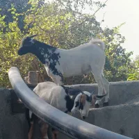 یک جفت نر و ماده آصل بنگال نسل دوقلو زاه|حیوانات مزرعه|چابهار, |دیوار