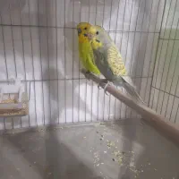 مرغ عشق مولد.نفچ|پرنده|کرج, آق تپه|دیوار