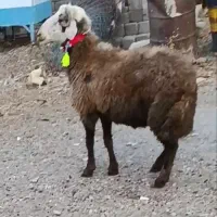 قوچ
