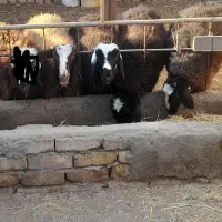 حیوانات مزرعه