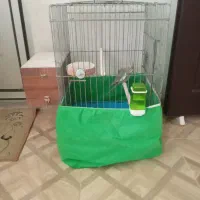 عروس هلندی ماده|پرنده|پاکدشت, پاکدشت (مامازند)|دیوار