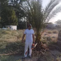 نخل40سال به بالا