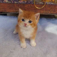 گربه های زیبا و اصیل (پرشین / بریتیش / اسکاتیش )|گربه|اصفهان, جلفا|دیوار