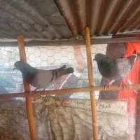 کبوتر‌های ساعت سنگین|پرنده|قائم‌شهر, |دیوار