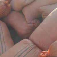 کاه گندم پی رد