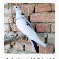 سلام امروز یک جو باش جو قویروخ رفته