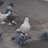 کبوتر|حیوانات|اهر, |دیوار