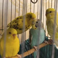 مرغ عشق رینبو بالغ هر کدوم یک رنگ