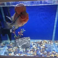 فلاور هورن ۲۵+