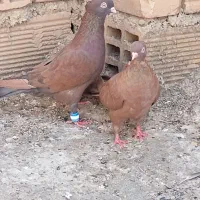 گمشدن|حیوانات|ایذه, |دیوار