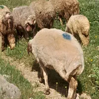 ۲عدد میش بره جوان داشتی