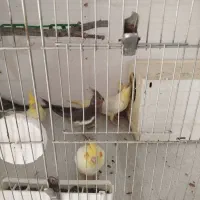 عروس هلندی جوجه و مولد|پرنده|میانه, |دیوار