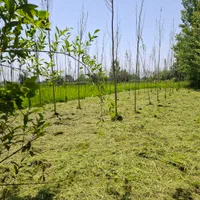 علف و چمن زنی ،سمپاشی ، چاله کنی با دستگاه