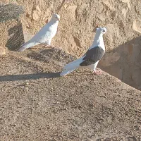 سفید شونی خوشونه|پرنده|چگنی, |دیوار