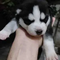 سگ دورگ هاسکی و گرگی|سگ|صادق آباد, |دیوار