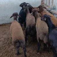 10راس توقلی قزل افشاری ماده زیر قوچی|حیوانات مزرعه|سیمین شهر, |دیوار