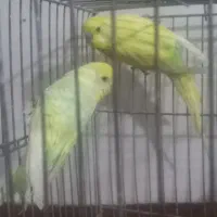 مرغ عشق رنگ خاص یارینبو